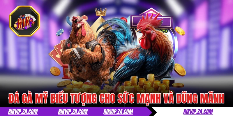 Đá gà Mỹ là biểu tượng của sức mạnh và dũng mãnh