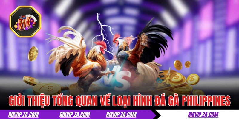 Giới thiệu tổng quan về loại hình đá gà Philippines